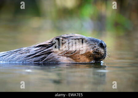 Beaver adulto grande nadando en el estanque, retrato de cerca
