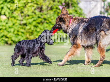 Spaniel y perro pastor alemán jugando juntos de la guerra en el jardín.