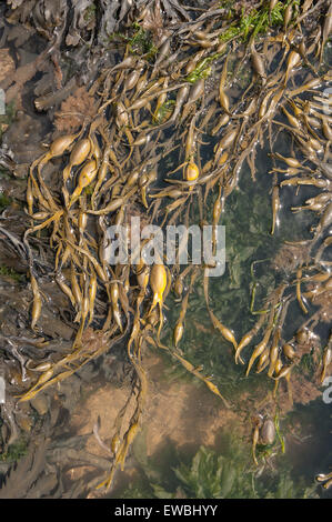 La orilla inferior de algas algas kelp marrón asolando la vejiga encontrados en el Océano Atlántico domina la orilla rocosa y anudada asolando o rockweed