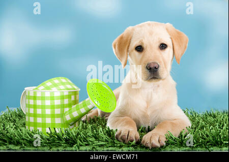 Labrador Retriever. Cachorro amarillo recostado sobre la hierba artificial junto a una regadera. Studio picture. Alemania Foto de stock