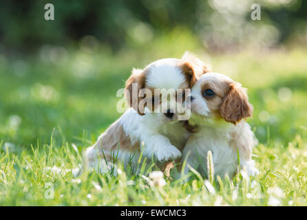 Cavalier King Charles Spaniel. Dos cachorros jugando en un prado. Alemania Foto de stock