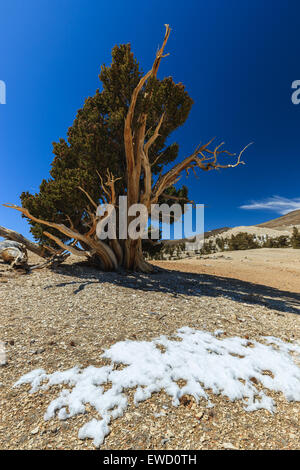 Bosque de pinos bristlecone en las montañas blancas, el este de California, Estados Unidos.
