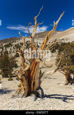 Bosque de pinos bristlecone en las montañas blancas, el este de California, Estados Unidos.