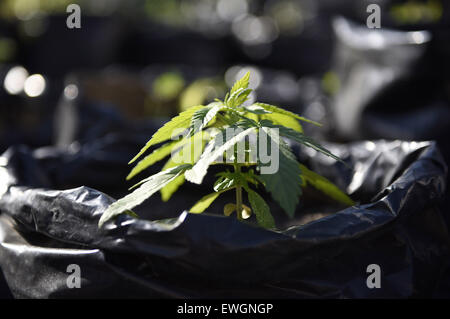 Montevideo. 21 de junio de 2015. Imagen tomada el 21 de junio de 2015  muestra una planta de marihuana crece a las instalaciones del 