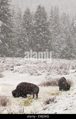 Un par de bisontes americanos alimentando una tormenta de nieve de primavera. Foto de stock