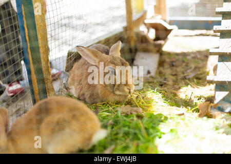 Cable en la conejera del conejo Fotografía de stock - Alamy