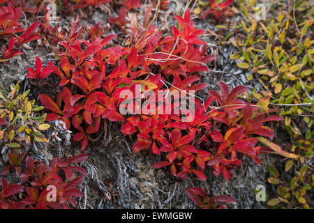Colores de otoño o de montaña alpina gayuba (Arctostaphylos alpinus), Paradisdal, Kjerulf Fiordo, rama del Kaiser Franz