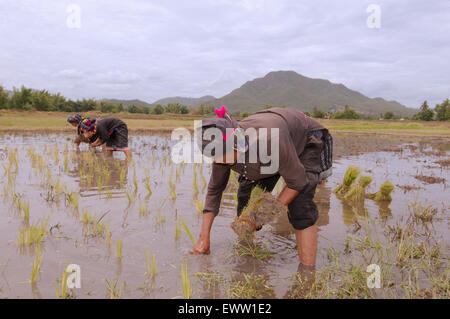 Tai Dam pueblos campesinos plantar semillas de arroz, provincia Loei, Tailandia Foto de stock