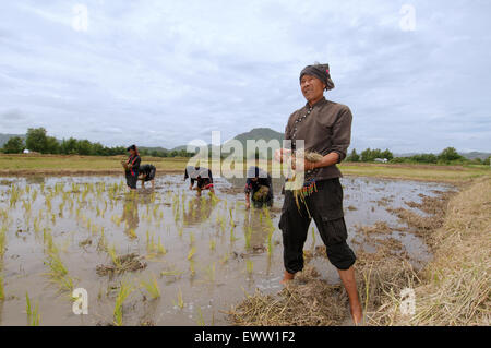 Tai Dam pueblos campesinos plantar semillas de arroz, provincia Loei, Tailandia Foto de stock