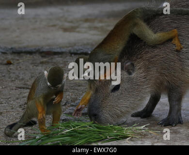 Saitama, Japón. El 2 de julio de 2015. Un capibara mira un mono ardilla en  Tobu Zoo en Saitama, Japón, 2 de julio de 2015. Tobu Zoo es el único  zoológico en