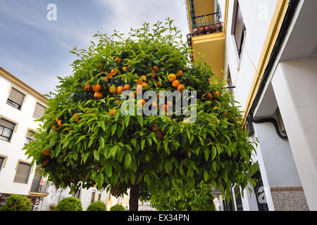 Sevilla naranja amarga ornamentales árboles que bordean la calle en Ronda Andalucía España Foto de stock
