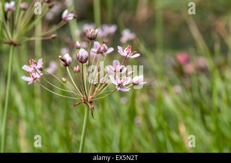 La cabeza de la flor de floración-rush en un pequeño estanque en Essex Foto de stock