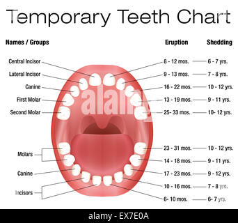 Los dientes temporales - nombres, grupos, periodo de erupción y desprendimiento de los dientes de los hijos. Foto de stock