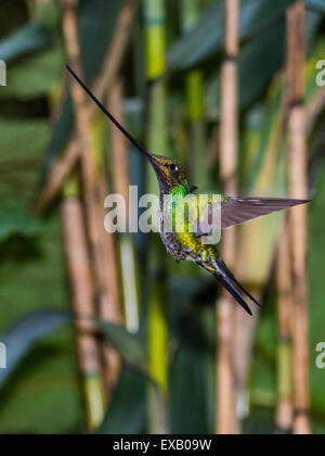 Un colibrí de pico espada (Ensifera ensifera) en vuelo. Reserva Natural de Yanacocha, Ecuador. Foto de stock