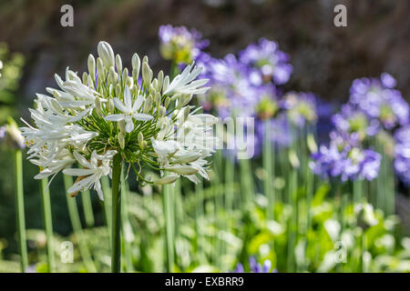 Lily africana flores en la isla de Madeira. Foto de stock