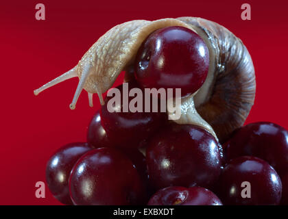 Fotografía creativa de uva(caracoles Helix pomatia) en frutos de color rojo cereza. Foto de stock