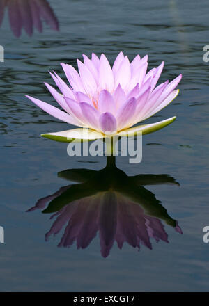 Waterlily Tropical - Nymphaea Peach golpe