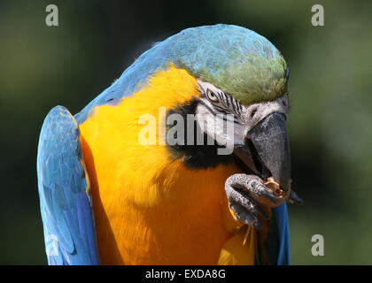 Guacamayo azul y amarillo (Ara ararauna) close-up, mientras se come una nuez Foto de stock