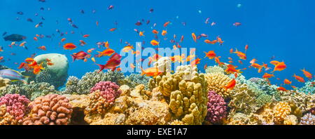 Mar Rojo, Egipto - vista subacuática de peces y el arrecife de coral Foto de stock