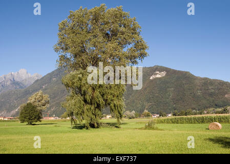 Pian di Spagna reserva natural, de la provincia de Como, en Lombardía, Italia Foto de stock