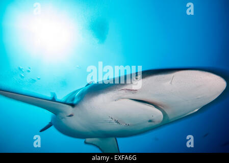 Una hembra de tiburón sedoso con mordeduras infligidas por un macho durante el apareamiento, isla Socorro, México
