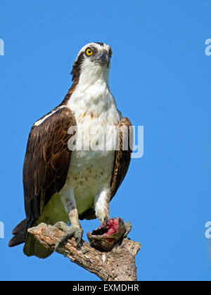 Osprey en árbol muerto con Pescado decapitado Foto de stock