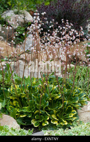 Una planta de rocalla alpina Saxifragra x urbium Variegata floración, Berkshire, Mayo Foto de stock
