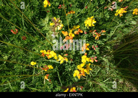 Lotera, huevos y bacon, Lotus corniculatus, florece en verano, Berkshire, Junio Foto de stock
