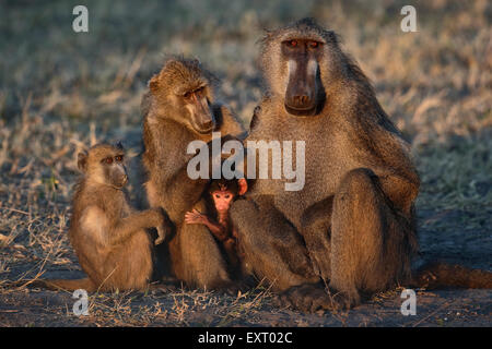 Una familia de babuinos Amarillo (Papio cynocephalus), el Parque Nacional Chobe, Botswana, África, asearse, Botsuana Foto de stock