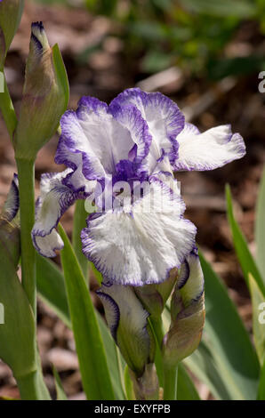 Negrita de iris Foto de stock