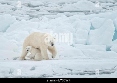Polar Bear Cub, Madre con caricias juntos, Ursus maritimus, Olgastretet Pack Ice, Spitsbergen, el archipiélago de Svalbard, Noruega