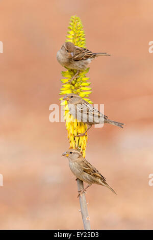 Spanish Sparrow, hembra, Aloe vera, Santiago, Cabo Verde (Passer hispaniolensis) Foto de stock