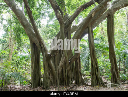 Llanto Fig: Ficus benjamina. Barbados. También conocido como Jamaica Evergreen: Foto de stock