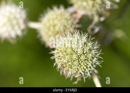 Cascabel master flores (Eryngium yuccifolium)