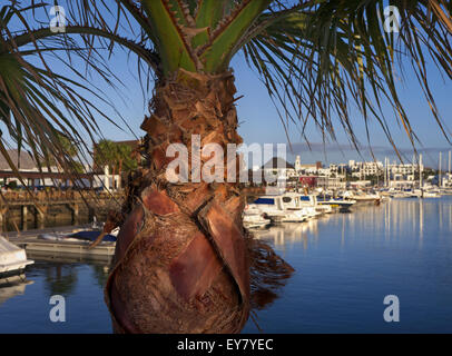 Palm Tree con Marina Rubicon resort detrás a finales de puesta de sol Lanzarote Islas Canarias España UE Foto de stock