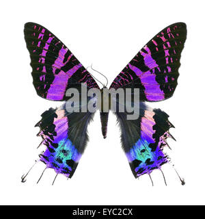 Hermosa mariposa multicolor, Sunset Moth, Urania ripheus (Madagascar) en el perfil de color de fantasía, aislado sobre fondo blanco. Foto de stock