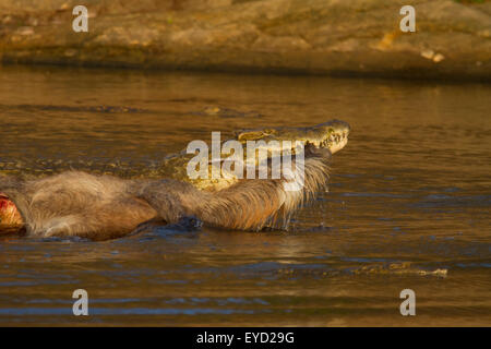 Cocodrilo mata a Fotografía de stock - Alamy