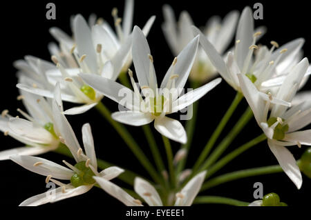 Allium ursinum Baerlauch;;; Foto de stock