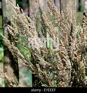 Beifuss, Artemisia vulgaris,,,, Heilpflanzen Heilpflanze Kraeuter, - Foto de stock