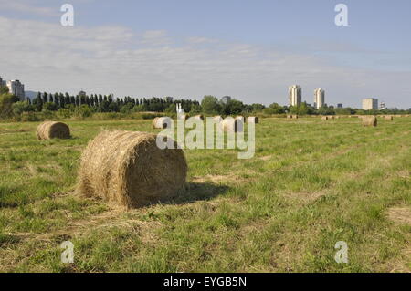 Los fardos de heno de pasto grande y redondo en Zagreb