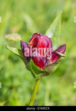 Gentiana purpurea L. (Genziana rossa). Rojo de genciana. El Oberland meadow, Suiza Foto de stock