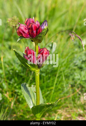 Gentiana purpurea L. (Genziana rossa). Rojo de genciana. El Oberland meadow, Suiza Foto de stock