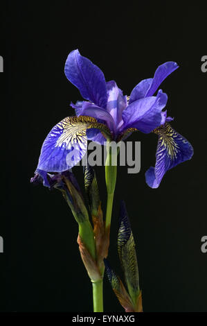 Deutsche Schwertlilien; Iris germanica, Wasserpflanzen Foto de stock