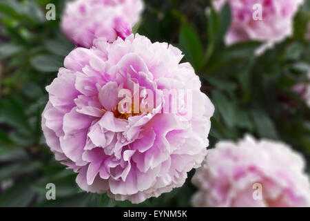 Gran rosa peonía planta con flores en un jardín con fondo borroso.