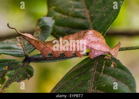 Una pupa de la mariposa Orion Foto de stock