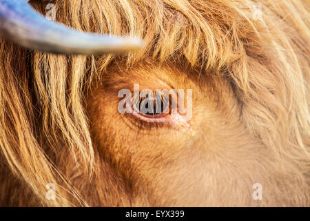 Cerca de la cabeza de una vaca, Highland Bos taurus. Foto de stock