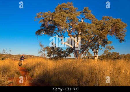 El eucalipto, gum (Eucalipto spec.), árbol de eucalipto en Karijini National Park, Australia, Australia Occidental, el Parque Nacional Karijini