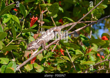 Furcifer pardalis (camaleón pantera, Chamaeleo pardalis), en una rama femenina, Madagascar, Ankifi Foto de stock