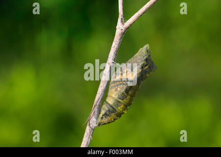 Especie (Papilio machaon), pupa a punto de eclosionar, brilla a través de la mariposa, Alemania Foto de stock