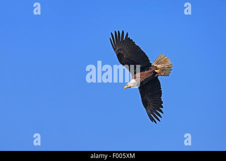 El águila calva americana (Haliaeetus leucocephalus), volando en el cielo azul, el Canadá, Vancouver Island Foto de stock